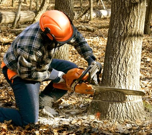 Tree Removal in Ellerslie, GA